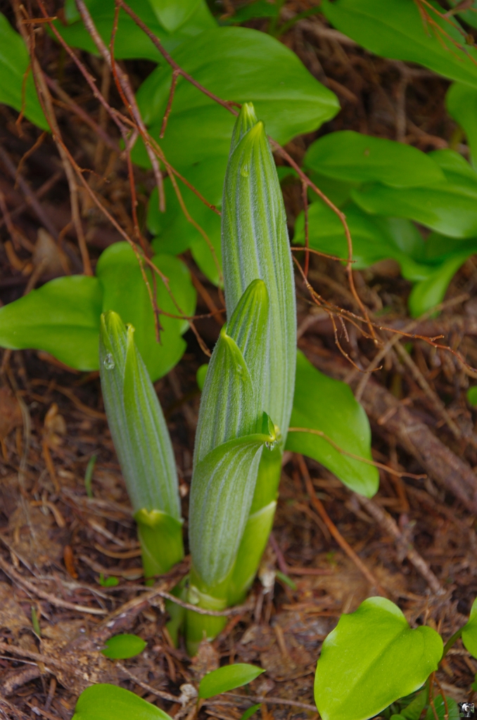 Gentiana lutea_2.JPG - Gentiana lutea